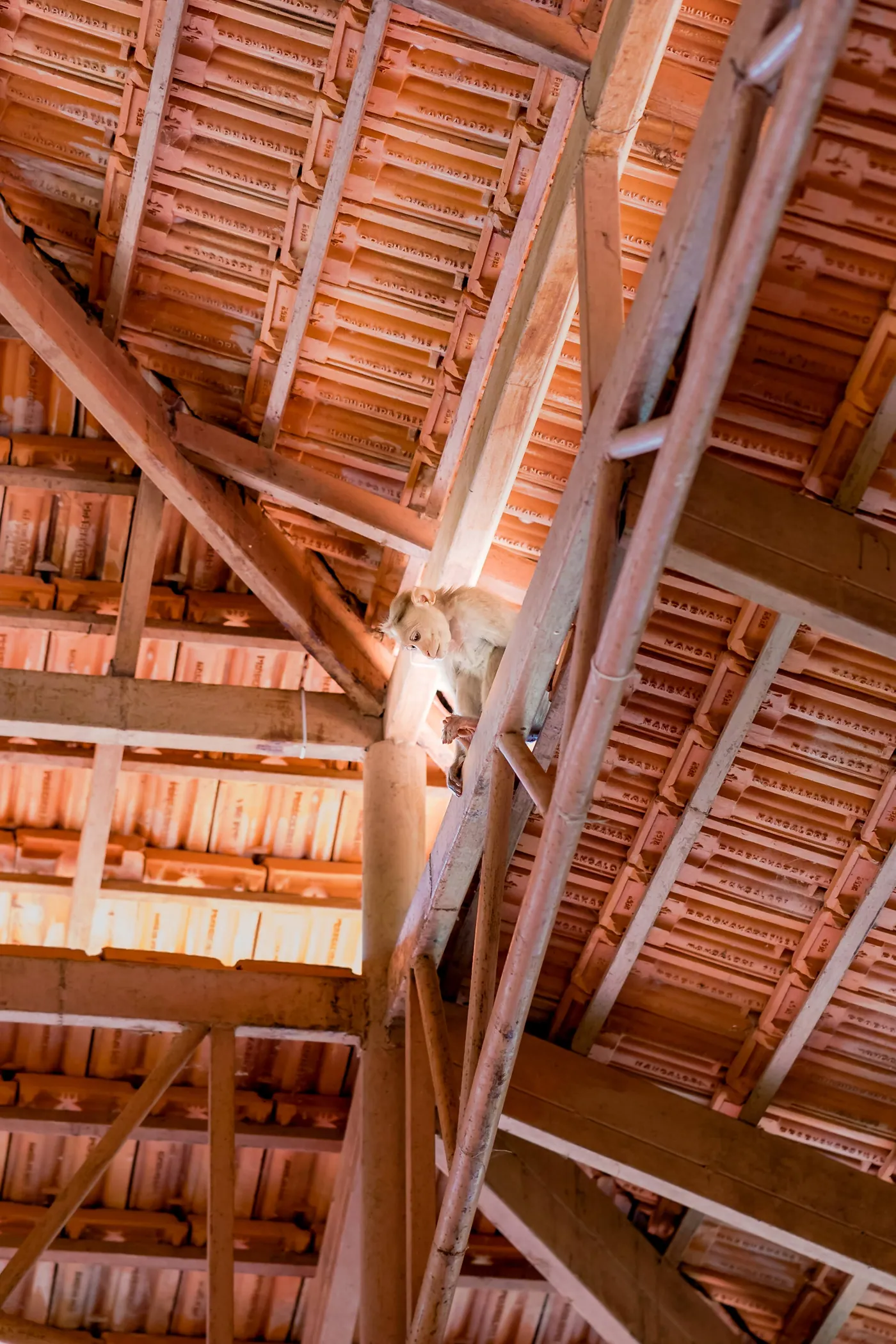 A monkey sits on the roof beams of the ceremony hall at the Art of Living ashram